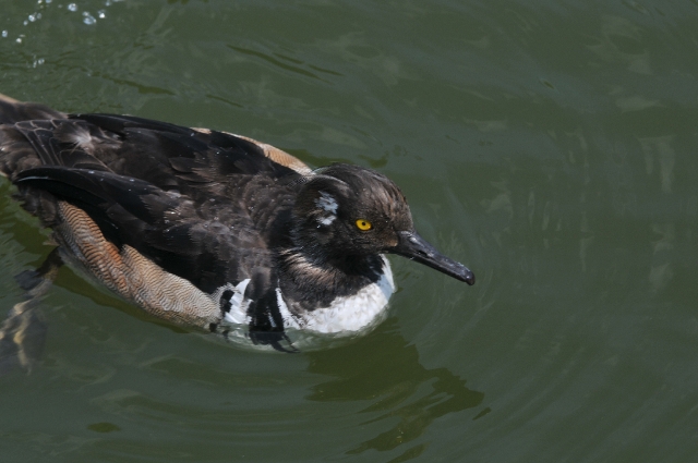 hooded mergansers. merganser-1.jpg - HOODED MERGANSER - RADIPOLE, DORSET - 3.6.09